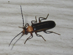 Podabrus quadratus