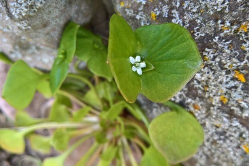 Miner's Lettuce*
