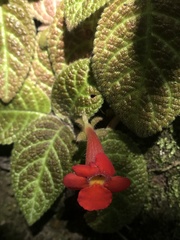 Episcia cupreata
