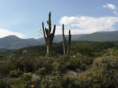 Cephalocereus macrocephalus