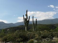 Cephalocereus macrocephalus