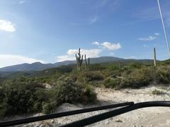 Cephalocereus macrocephalus