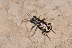 Cicindela fulgida