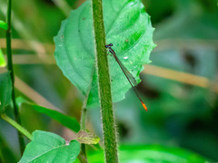 Agriocnemis gratiosa