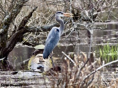 Ardea herodias