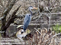 Ardea herodias