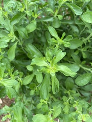 Condalia hookeri
