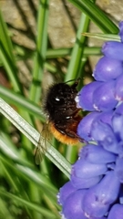 Osmia cornuta