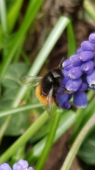 Osmia cornuta