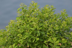 Baptisia nuttalliana