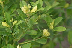 Baptisia nuttalliana
