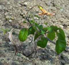 Spirotecoma holguinensis