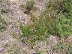 Centaurea corcubionensis