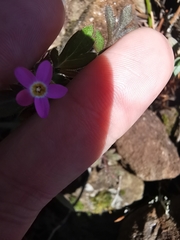 Collomia heterophylla