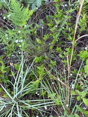 Syngonanthus flavidulus image