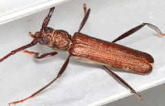 Xystrocera virescens