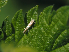 Phyllonorycter roboris
