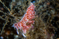 Coryphella monicae