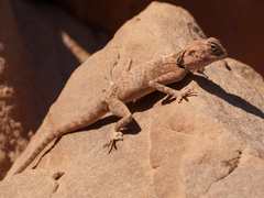 Sinai Agama photo 2