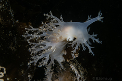 Dendronotus lacteus