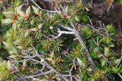 Leptecophylla
