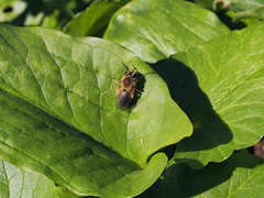 Andrena haemorrhoa