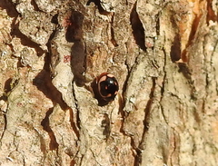 Hyperaspis trifurcata