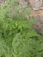 Chaerophyllum nodosum