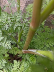 Chaerophyllum nodosum