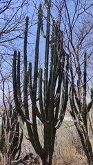 Stenocereus queretaroensis