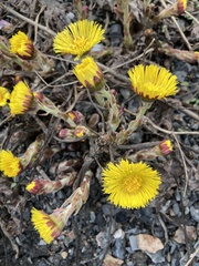 Tussilago farfara