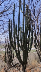 Stenocereus queretaroensis