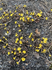 Tussilago farfara