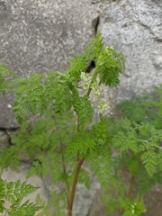 Chaerophyllum nodosum