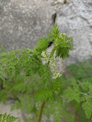 Chaerophyllum nodosum