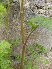 Chaerophyllum nodosum