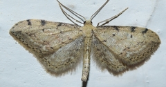 Idaea attenuaria