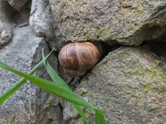 Helix lucorum