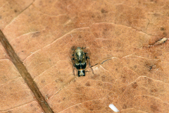 Dicranotropis hamata