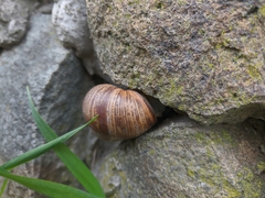 Helix lucorum