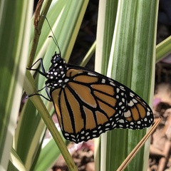 Danaus plexippus