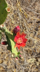 Opuntia