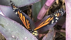 Danaus plexippus