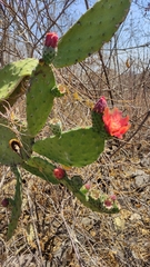 Opuntia