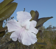 Tabebuia clementis