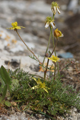 Ranunculus millefoliatus