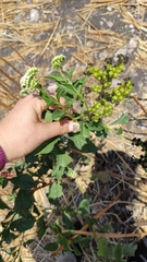 Tournefortia hartwegiana