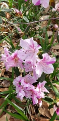 Rhododendron pseudochrysanthum