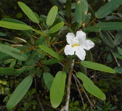 Tabebuia elegans