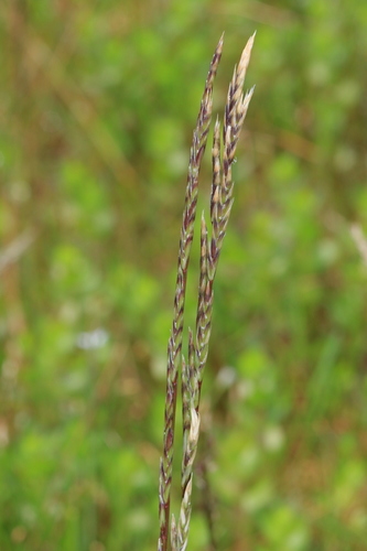 Glyceria australis · iNaturalist